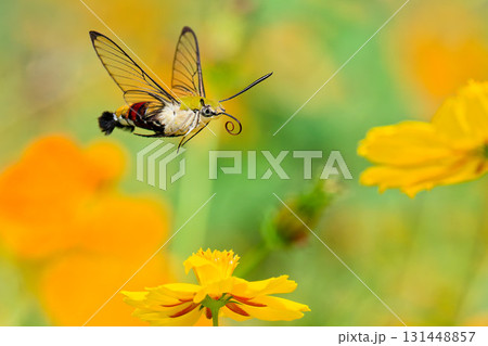 花畑を飛び回るオオスカシバ 131448857