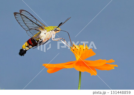 キバナコスモスの蜜を吸うオオスカシバ キバナコスモスの蜜を吸うオオスカシバ 131448859
