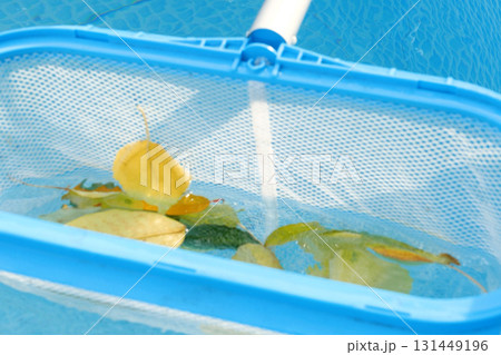 Cleaning a swimming pool with a mesh skimmer . The long net cleans colored leaves off surface of the water Cleaning a swimming pool with a mesh skimmer . The long net cleans colored leaves off surface of the water 131449196