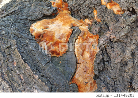 fungus on a tree trunk outdoor. Fungal disease. Close-up 131449203