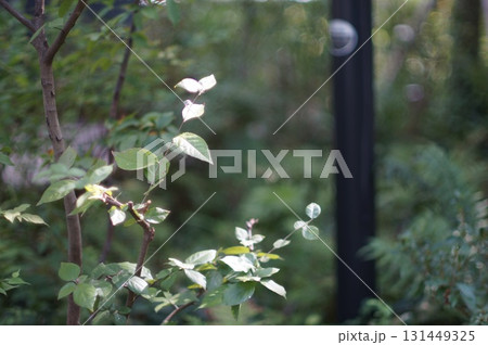 表参道の自然 131449325