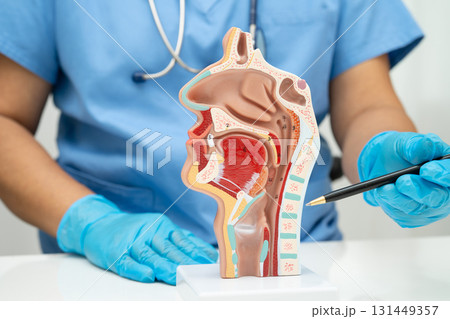 Asian doctor with nasal oral throat cavity neck human anatomy model for study diagnosis and treatment in hospital. 131449357