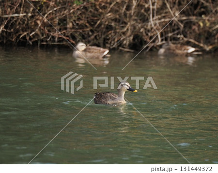 泳ぐカルガモ 131449372