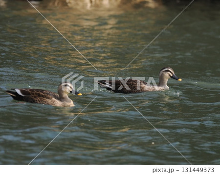 泳ぐカルガモ、2羽 泳ぐカルガモ、2羽 131449373