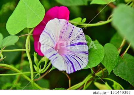 アサガオの花 131449393