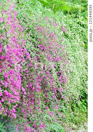 流れ落ちる滝を思わせる紅白の萩の花 流れ落ちる滝を思わせる紅白の萩の花 131449395