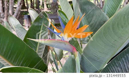 昼間の光に輝くストレチアの花アップ 自然背景 131449555