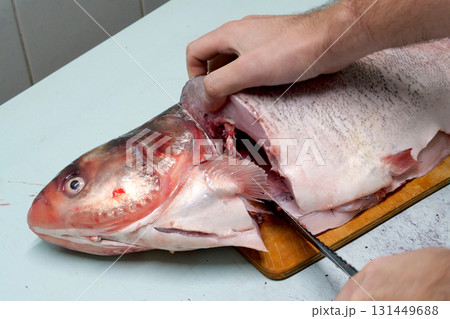 Man prepares fresh silver carp fish. Cuts it into steaks with a knife. home cooking concept Man prepares fresh silver carp fish. Cuts it into steaks with a knife. home cooking concept 131449688