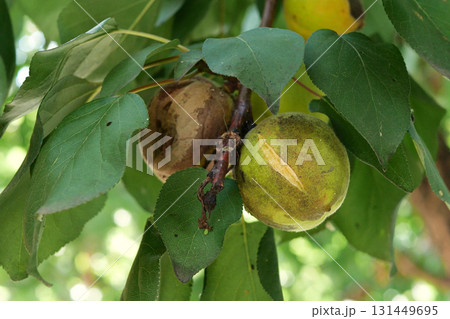 green apricot ripens on a branch on a sunny day 131449695