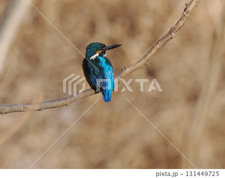 枝にとまるカワセミ 131449725