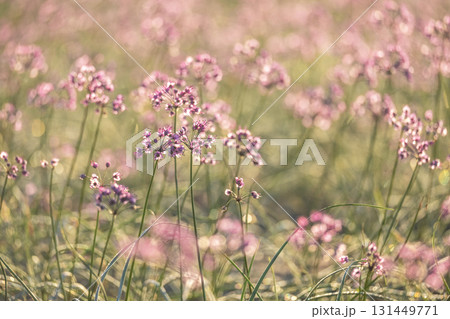 ラッキョウの花　鳥取県北栄町 131449771