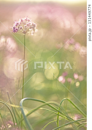 ラッキョウの花　鳥取県北栄町 131449774