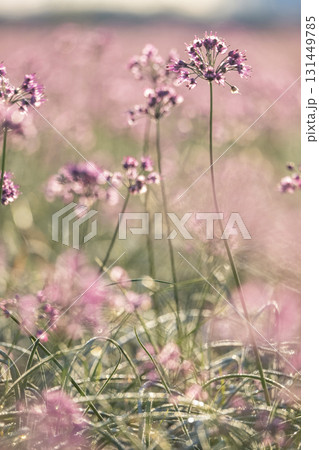 ラッキョウの花 鳥取県北栄町 ラッキョウの花 鳥取県北栄町 131449785