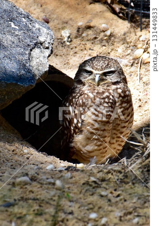 巣穴の入り口で休息するアナホリフクロウ ブラジル 巣穴の入り口で休息するアナホリフクロウ ブラジル 131449833