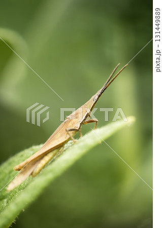 Cattail Toothpick Grasshopper Cattail Toothpick Grasshopper 131449889