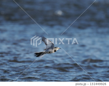 川面を飛ぶハクセキレイ 131449926