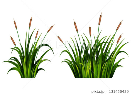 Grass reed vector illustration isolated on white background. Tall bulrush on swamp and lake. River bank wild green shrubs and thicket. Coastal summer nature with aquatic plants 131450429