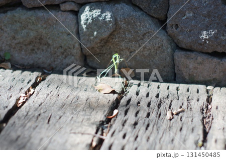 公園の小道に片隅と落ち葉 公園の小道に片隅と落ち葉 131450485