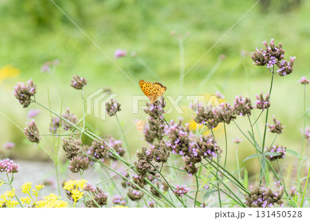ピンク色の小さな花にヒョウモンチョウがとまっている風景 131450528
