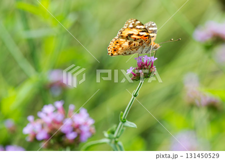 バーベナの花の蜜を吸う蝶のいる風景 バーベナの花の蜜を吸う蝶のいる風景 131450529