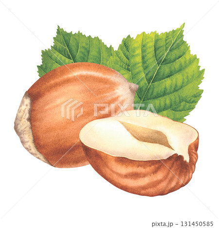 Whole and halved hazelnuts with green leaves. Hand drawn watercolor illustration of forest nuts on isolated background. Filbert nuts perfect for label, logo, packaging design. Healthy organic food. 131450585