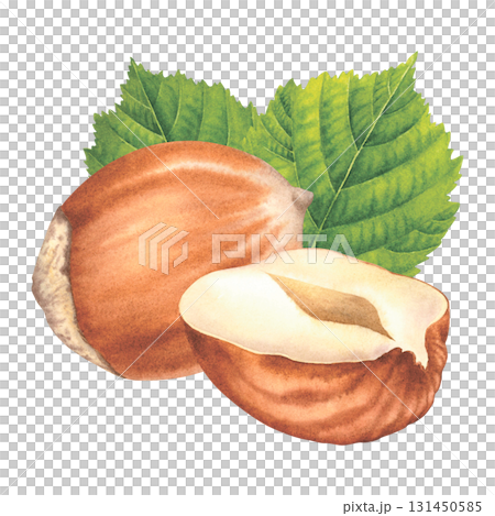 Whole and halved hazelnuts with green leaves. Hand drawn watercolor illustration of forest nuts on isolated background. Filbert nuts perfect for label, logo, packaging design. Healthy organic food. 131450585