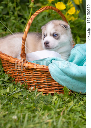 Cute Siberian husky puppy with blue eyes in basket Cute Siberian husky puppy with blue eyes in basket 131450639