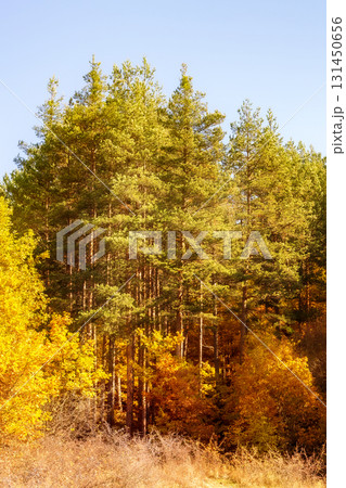Golden magic autumn forest with colorful trees 131450656