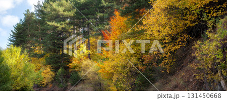 Golden autumn forest with colorful trees banner 131450668