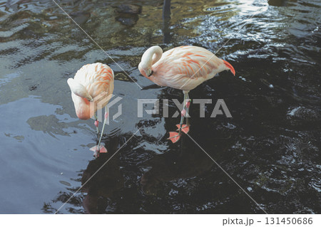水辺で休むフラミンゴ　八景島シーパラダイス 131450686