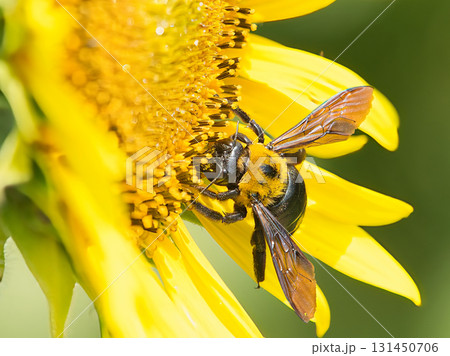 ヒマワリの蜜を吸うクマバチ ヒマワリの蜜を吸うクマバチ 131450706