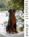 Historic Marfino estate, cultural heritage site, monument to Rottweiler Sultan, the beloved dog of the former owner of the estate, Countess Panina 131450763
