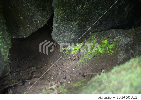 早池峰薬師岳のヒカリゴケ 早池峰薬師岳のヒカリゴケ 131450812