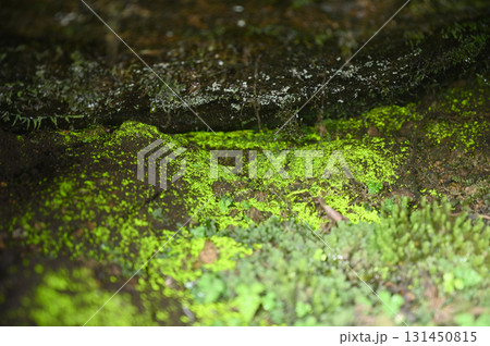 早池峰薬師岳のヒカリゴケ 131450815