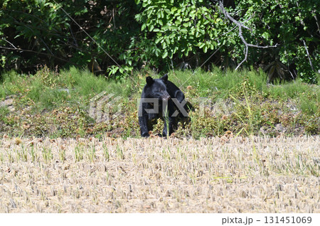 人里に降りたツキノワグマ 人里に降りたツキノワグマ 131451069