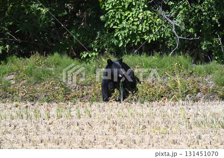 人里に降りたツキノワグマ 131451070