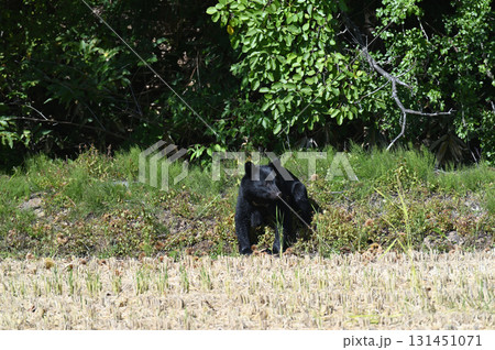 人里に降りたツキノワグマ 人里に降りたツキノワグマ 131451071