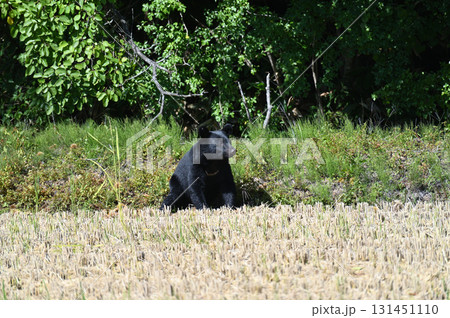 人里に来たツキノワグマ 131451110
