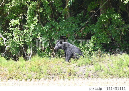 人里に来たツキノワグマ 131451111