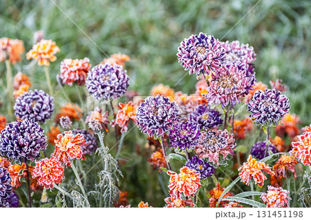 Hoarfrost covers purple and orange aster flowers in the garden. Autumn frost on plant leaves. 131451198