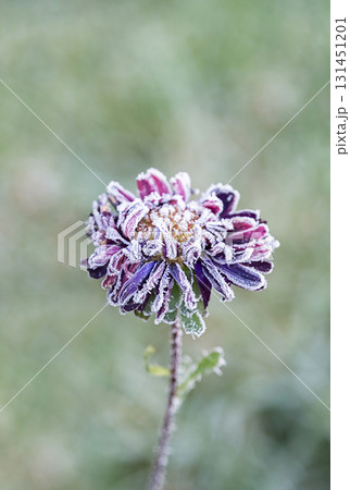 Purple flower covered in hoarfrost. Concept of winter beauty, cold season and natural frost on plant. 131451201