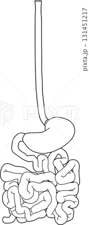人体の消化器官 131451217