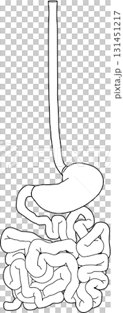 人体の消化器官 131451217