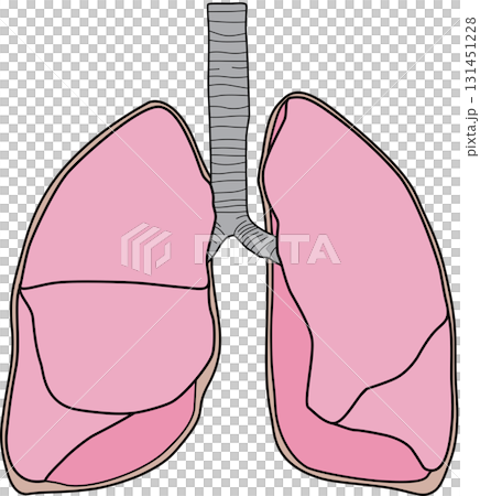 Human lungs Human lungs 131451228