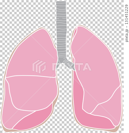 Human lungs 131451229