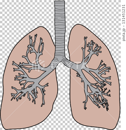 Human lungs 131451231