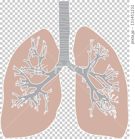 人類的肺 131451232