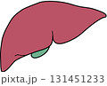 人体の肝臓 131451233
