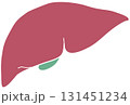 人体の肝臓 131451234