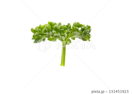 パセリ、白バック 131451923